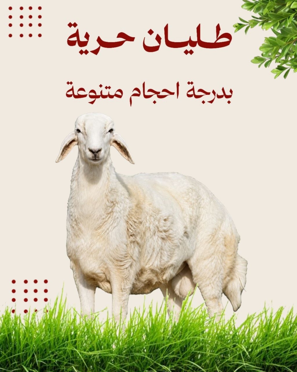 طليان حرية