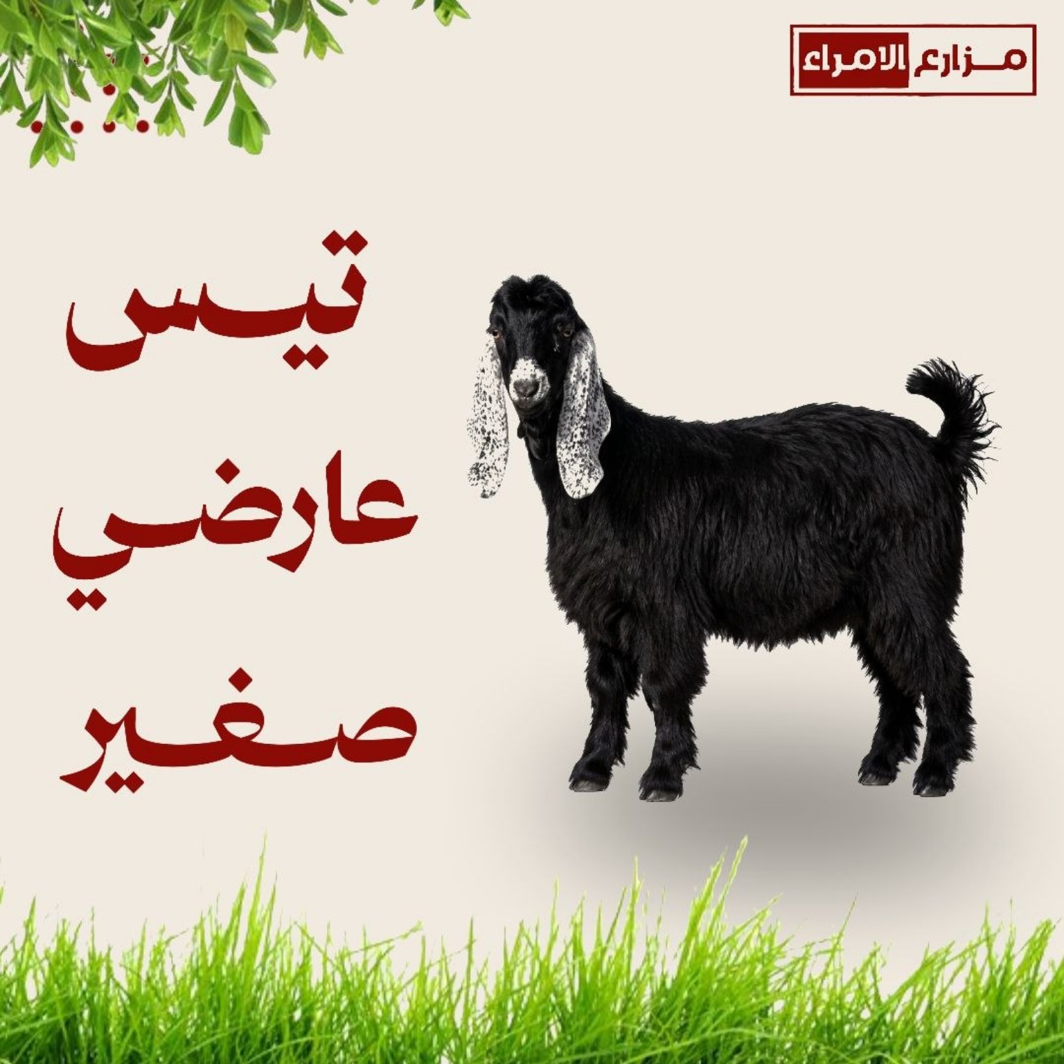 تيس عارضي صغير