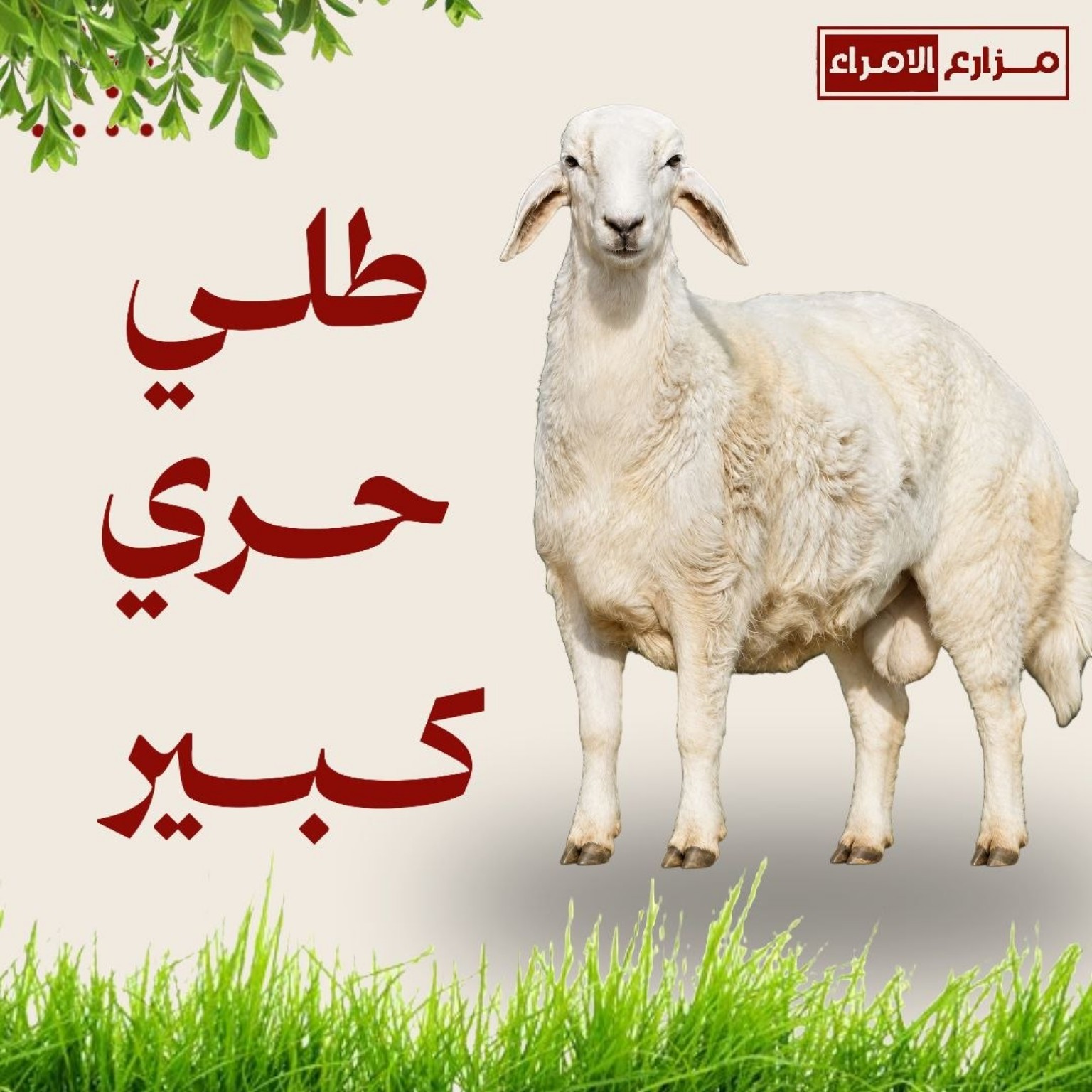 طلي حري كبير