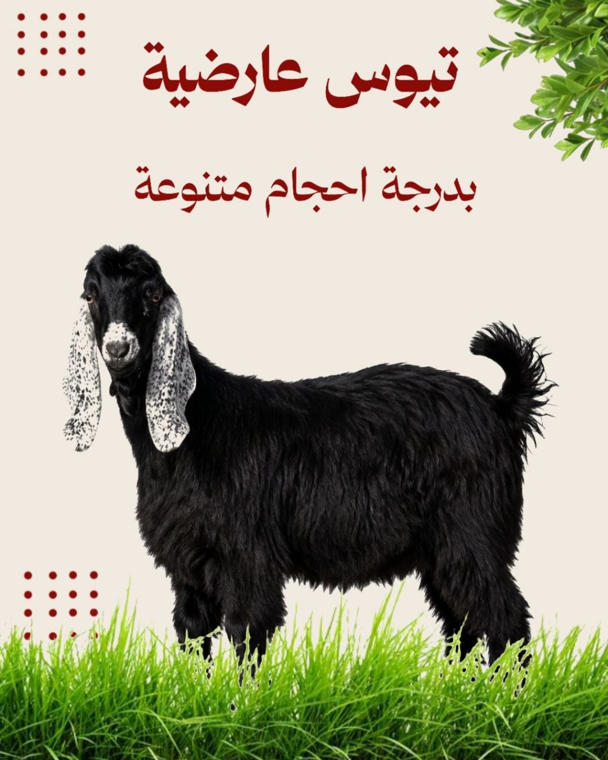 تيوس عارضية