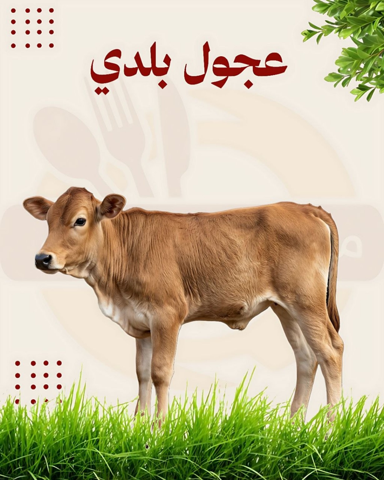 عجول بلدي